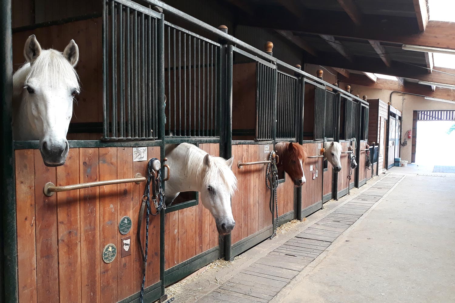 Élevage de ruminants